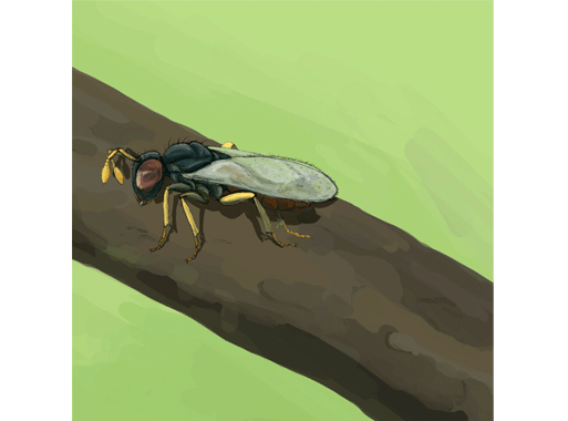 Aphelinus mali Zehrwespe wissenschaftliche Illustration Nützling Conception :: Beneficial insects vs. pests